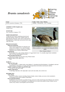 Branta canadensis