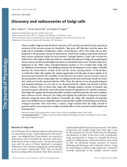 Discovery and rediscoveries of Golgi cells