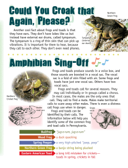 Another cool fact about frogs and toads is that they have ears. They