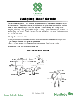 Judging Beef Cattle - Government of Manitoba