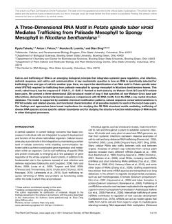 A Three-Dimensional RNA Motif in Potato spindle