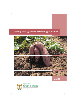 Sweet potato production guideline.indd