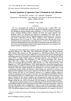 Nuclease Sensitivity of Adenovirus Type 2 Chromatin in Lytic Infection