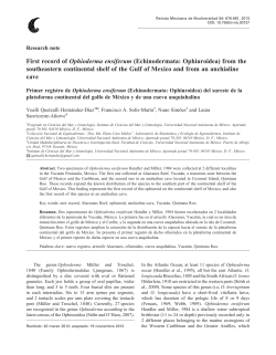 First record of Ophioderma ensiferum (Echinodermata: Ophiuroidea
