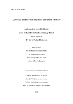 Caveolae-mediated endocytosis of Simian Virus 40 - ETH E