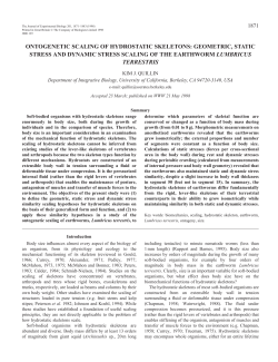 ontogenetic scaling of hydrostatic skeletons