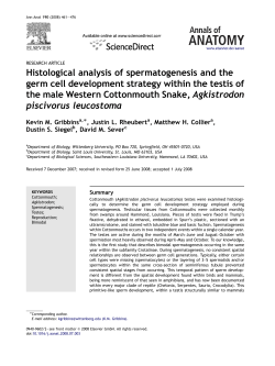 Histological analysis of spermatogenesis and the germ cell