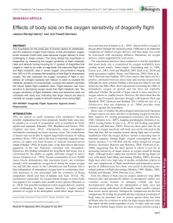 Effects of body size on the oxygen sensitivity of dragonfly flight