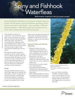 Spiny and Fishhook Waterfleas