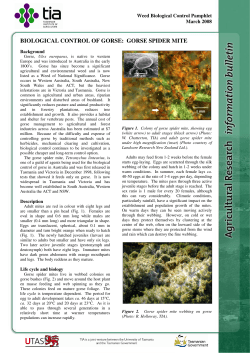 BIOLOGICAL CONTROL OF GORSE: GORSE SPIDER MITE