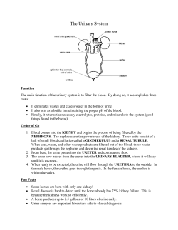 The Urinary System