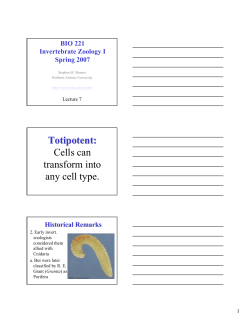 Totipotent: Cells can transform into any cell type.