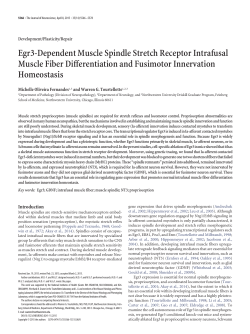 Egr3-Dependent Muscle Spindle Stretch Receptor Intrafusal Muscle