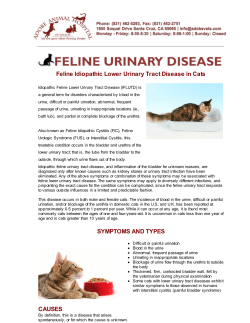 Feline Idiopathic Lower Urinary Tract Disease in Cats SYMPTOMS