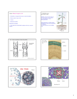 Phloem Transport, ch. 10 1. Metabolites move from source to sink