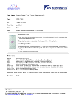 Item Name Human Spinal Cord Tissue Slide