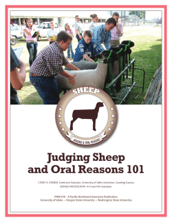 Judging Sheep and Oral Reasons 101