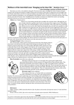 Molluscs of the intertidal zone