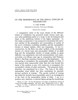 ON THE MORPHOLOGY OF THE RENAL TUBULES OF