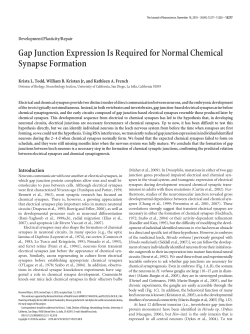 Gap Junction Expression Is Required for Normal Chemical Synapse