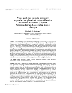 Virus particles in male accessory reproductive glands of tsetse