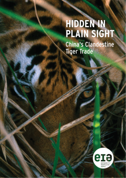 Hidden in Plain Sight: China`s Clandestine Tiger Trade