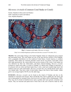 Micrurus circinalis (Small Coral Snake)