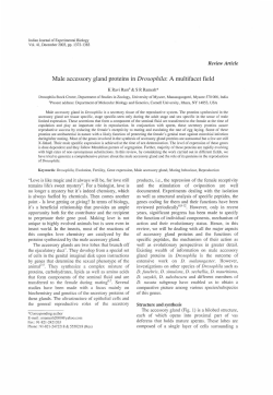 Male accessory gland proteins in Drosophila: A multifacet field