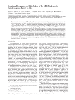 Structure, Divergence, and Distribution of the CRR Centromeric