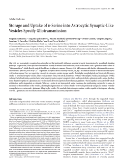 Storage and Uptake ofD-Serine into Astrocytic Synaptic