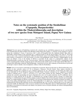 Notes on the systematic position of the Stenheliinae (Copepoda