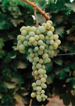 Muscat of Alexandria