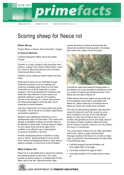 Scoring sheep for fleece rot