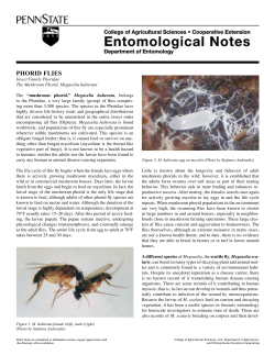 phorid flies - Department of Entomology