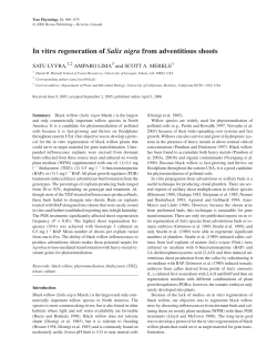 In vitro regeneration of Salix nigra from adventitious shoots