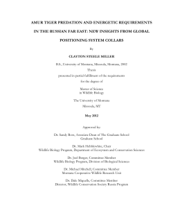 amur tiger predation and energetic requirements in the russian far east