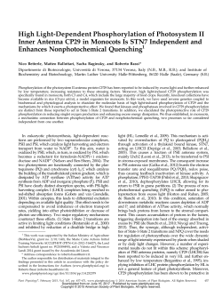 High Light-Dependent Phosphorylation of