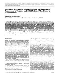 Improperly Terminated, Unpolyadenylated mRNA of Sense