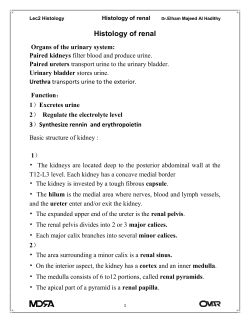 Histology of renal