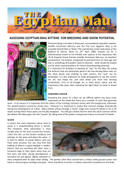 assessing egyptian mau kittens for breeding