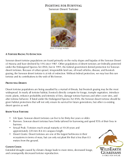 Sonoran Desert Tortoise factsheet-rb