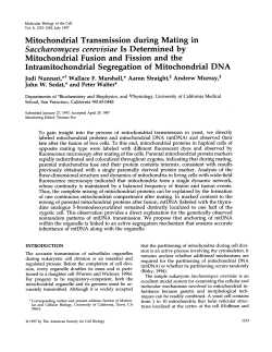 Mitochondrial Transmission during Mating in