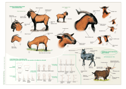 domestic goats run wild and hybrids the mallorcan wild goat