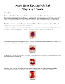 Onion Root Tip Analysis Lab Stages of Mitosis