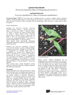 spotted ladysthumb Persicaria maculosa Gray or Polygonum