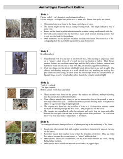 Animal Signs PowerPoint Outline