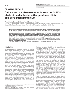 Cultivation of a chemoautotroph from the SUP05 clade of