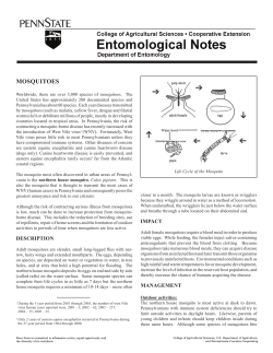 mosQUitoes - Department of Entomology
