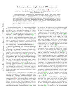 A steering mechanism for phototaxis in Chlamydomonas