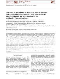 morphology and phylogenetic implications of the acrophallus in